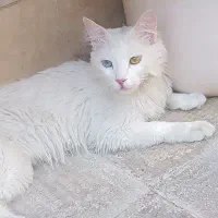 گربه پرشین آنکارا