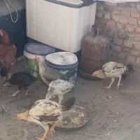 جوجه خروس و مرغ لاری اصیل|حیوانات مزرعه|زاهدان, |دیوار