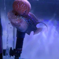 فلاور هورن گرید A