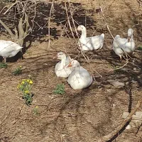 فروش غاز اکراینی|حیوانات مزرعه|ساری, |دیوار