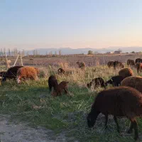 گوسفند با بره