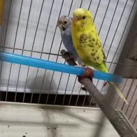 جفت مرغ عشق جوان