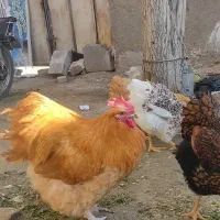 تخم نطفه دار نژاد اورپینگتون بوف