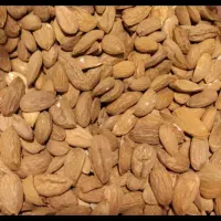 مغز بادام تلخ