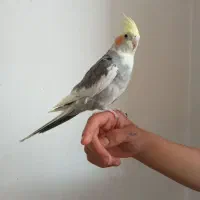 عروس هلندی بالغ|پرنده|زیباشهر, |دیوار