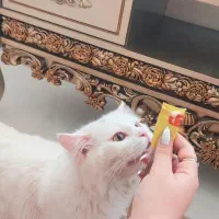 گربه نر پرشین