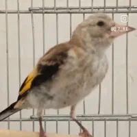 جوجه سره نر|پرنده|خمینیشهر, |دیوار