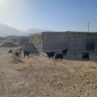 بز جوان