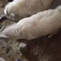 چپش یک ساله نژادخوب معامله با بزدوقلوزا باکهره