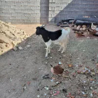 کهره نر در سروستان|حیوانات مزرعه|سروستان, |دیوار