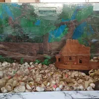 آکواریوم|ماهی|مشهد, تربیت (صدف)|دیوار