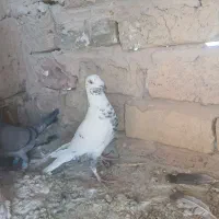 کفتر|پرنده|تربت‌حیدریه, کاشانی|دیوار