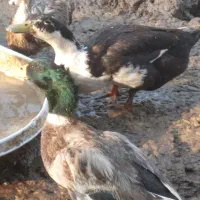 اردک کله سبز محلی