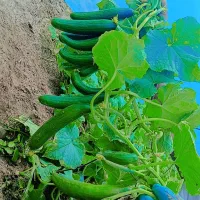 پلاستیک 5  متری در حد نو  برای خیار و لوبیا سبز