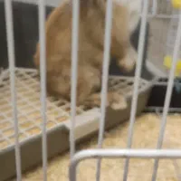 خرگوش به همراه قفس وملزومات|موش و خرگوش|تهران, هفت چنار|دیوار