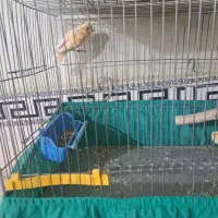 قناری نر|پرنده|پاکدشت, پاکدشت (مامازند)|دیوار