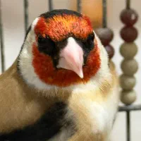 سهر سر سیاه