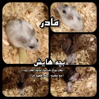 همستر کمپل همراه نوزاد شیرخوار|موش و خرگوش|تهران, امامت|دیوار