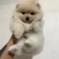 سگ پامر خرسی