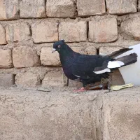کبوتر کفتر|پرنده|قم, نیروگاه|دیوار