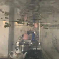 ۱۳تاماهی گوپی معاوظه با مهتابی یا بخاری اکواریوم|ماهی|مشکین‌دشت, |دیوار