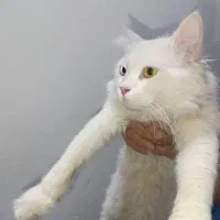 گربه نر اسکاتیش پرشین چش دو رنگ