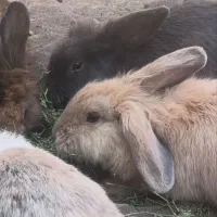 خرگوش مولد لپی هلندی|موش و خرگوش|رفسنجان, |دیوار