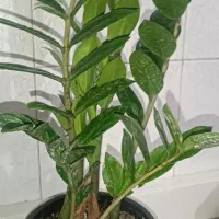 فروش زامفلیا سبزو بلک گیاه خاص دکوراسیون