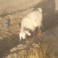 سه تاکره ماده