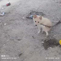 پامر لوس و شیطون