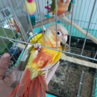 فروش دو عدد گرینچک سینه سرخ نر ماده