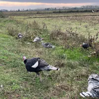 بوقلمون محلی نروماده|حیوانات مزرعه|طاهرگوراب, |دیوار