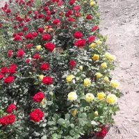 کارهای باغبانی وجدول محوطه سازی