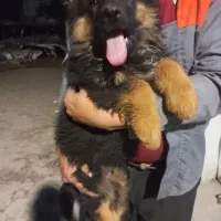 ژرمن ماده شولاین موبلند