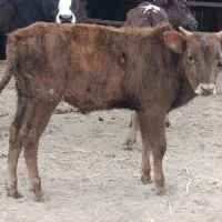 ورزا کوله چالوسی گاو نر