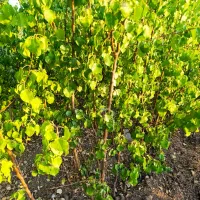 برترین نهـالها در شهـر نهـال ضمانتی|خدمات باغبانی و درختکاری|زنجان, |دیوار