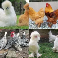 جوجه زینتی به قیمت کارخانه