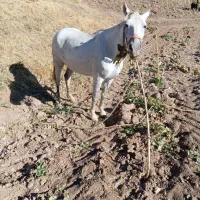 اسب سواری باری