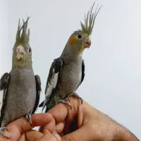 طوطی عروس هلندی سینامون