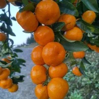 نهال نارنگی خوش عطر و پرطرفدار