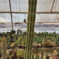 کاکتوس بزرگ