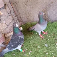 کبوتر گوک نروماده