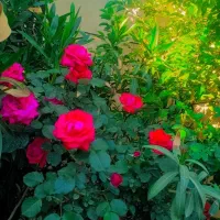 کارت ملی ب نام همایون سبزه وند گم کردم