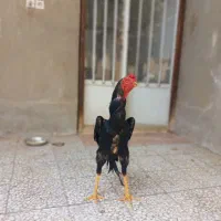 مرغ وخروس اوشامو|حیوانات مزرعه|تهران, نازیآباد|دیوار