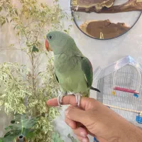 شاه طوطی دستی و آرام و جوان زیبا|پرنده|شیراز, ارم|دیوار