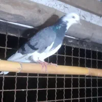 کبوتر پرشی|پرنده|علی‌آباد کتول, |دیوار