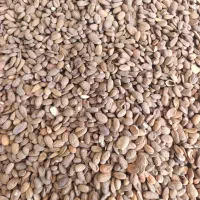 مغز بادام تلخ