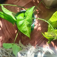 انواع گل|گل و گیاه طبیعی|فولادشهر, B2|دیوار