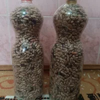 لوبیا محلی پاچ