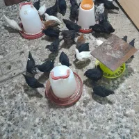 نیمچه ۲ماهه مرندی